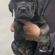 Cane Corso - Both