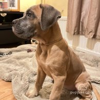 Cane Corso - Both