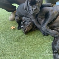 Cane Corso - Both