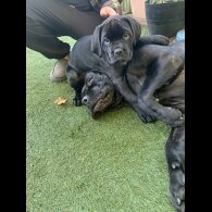 Cane Corso - Both