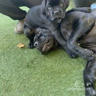 Cane Corso - Both