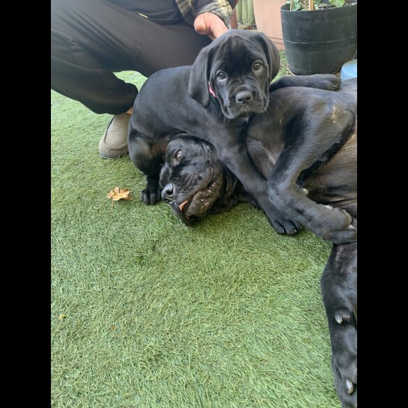 Cane Corso - Both