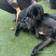 Cane Corso - Both