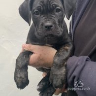 Cane Corso - Both