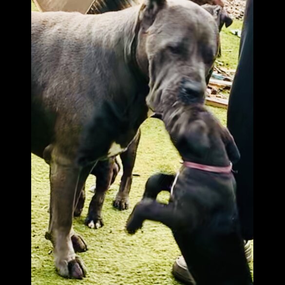 Cane Corso - Both