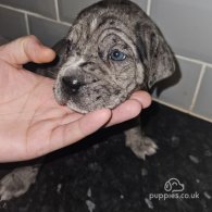 Cane Corso - Both