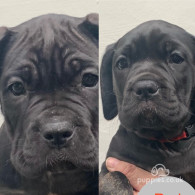 Cane Corso - Both