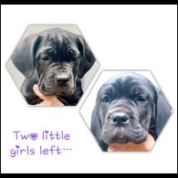 Cane Corso - Both