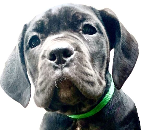 Cane Corso