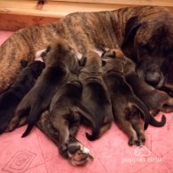 Cane Corso - Both