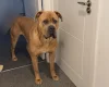 Cane Corso