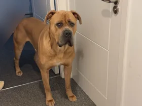 Cane Corso