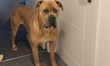 Cane Corso