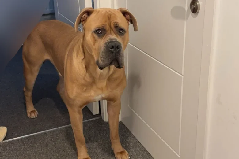 Cane Corso