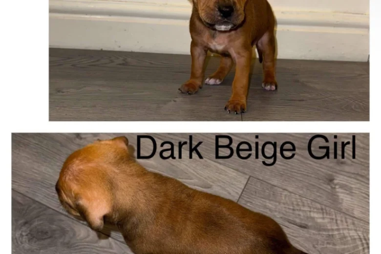 Cane Corso