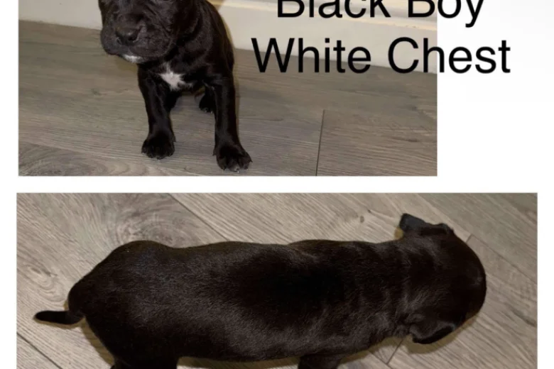 Cane Corso