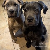 Cane Corso - Both