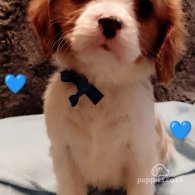 Cavalier King Charles Spaniel - Both