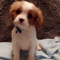 Cavalier King Charles Spaniel - Both