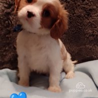 Cavalier King Charles Spaniel - Both