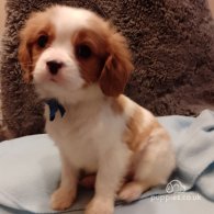 Cavalier King Charles Spaniel - Both