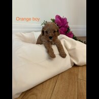 Cavapoo - Both