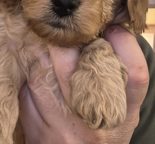 Cavapoo