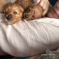 Cavapoo - Both