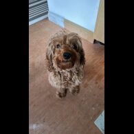 Cavapoo - Both