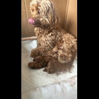 Cavapoo - Both