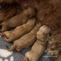 Cavapoo - Both