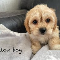 Cavapoo - Both