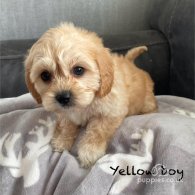 Cavapoo - Both