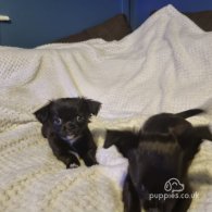 Chihuahua - Both