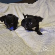 Chihuahua - Both