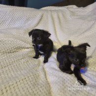 Chihuahua - Both