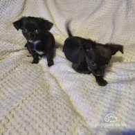 Chihuahua - Both