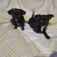 Chihuahua - Both