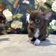 Chihuahua - Both