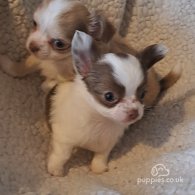 Chihuahua - Both