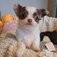 Chihuahua - Both