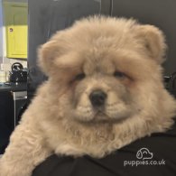 Chow Chow - Both