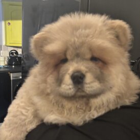 Chow Chow - Both