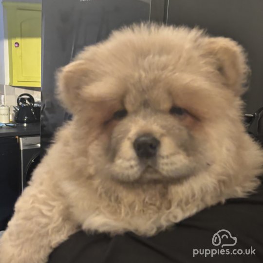 Chow Chow - Both