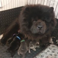 Chow Chow - Both