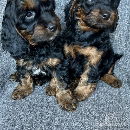 Cockapoo - Both