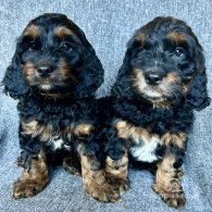 Cockapoo - Both