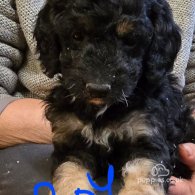 Cockapoo - Both