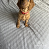 Cockapoo - Both