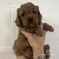 Cockapoo - Both